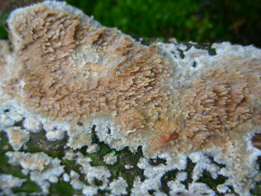 Da determinare...!!! (Radulomyces molaris)
